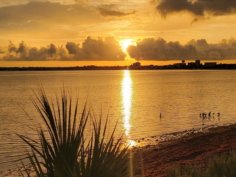 Giving Away Fuzzy Bear Fiesta NFTs